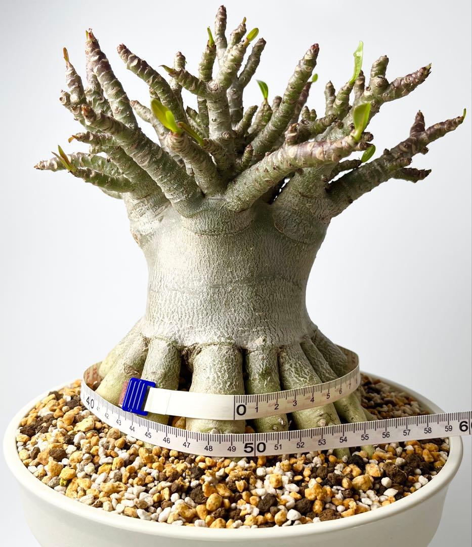 【極美タコ足/超極太/塊根植物】アデニウム タイソコトラナム タコ足仕立て鉢植え