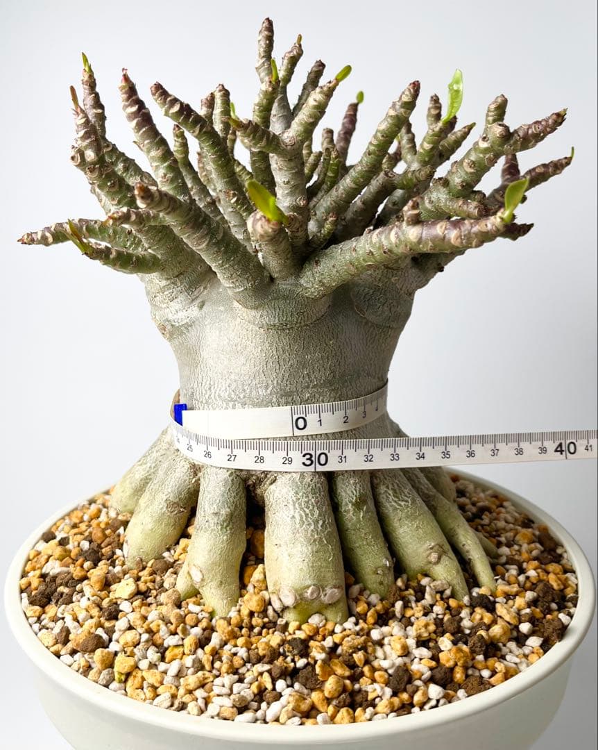 【極美タコ足/超極太/塊根植物】アデニウム タイソコトラナム タコ足仕立て鉢植え