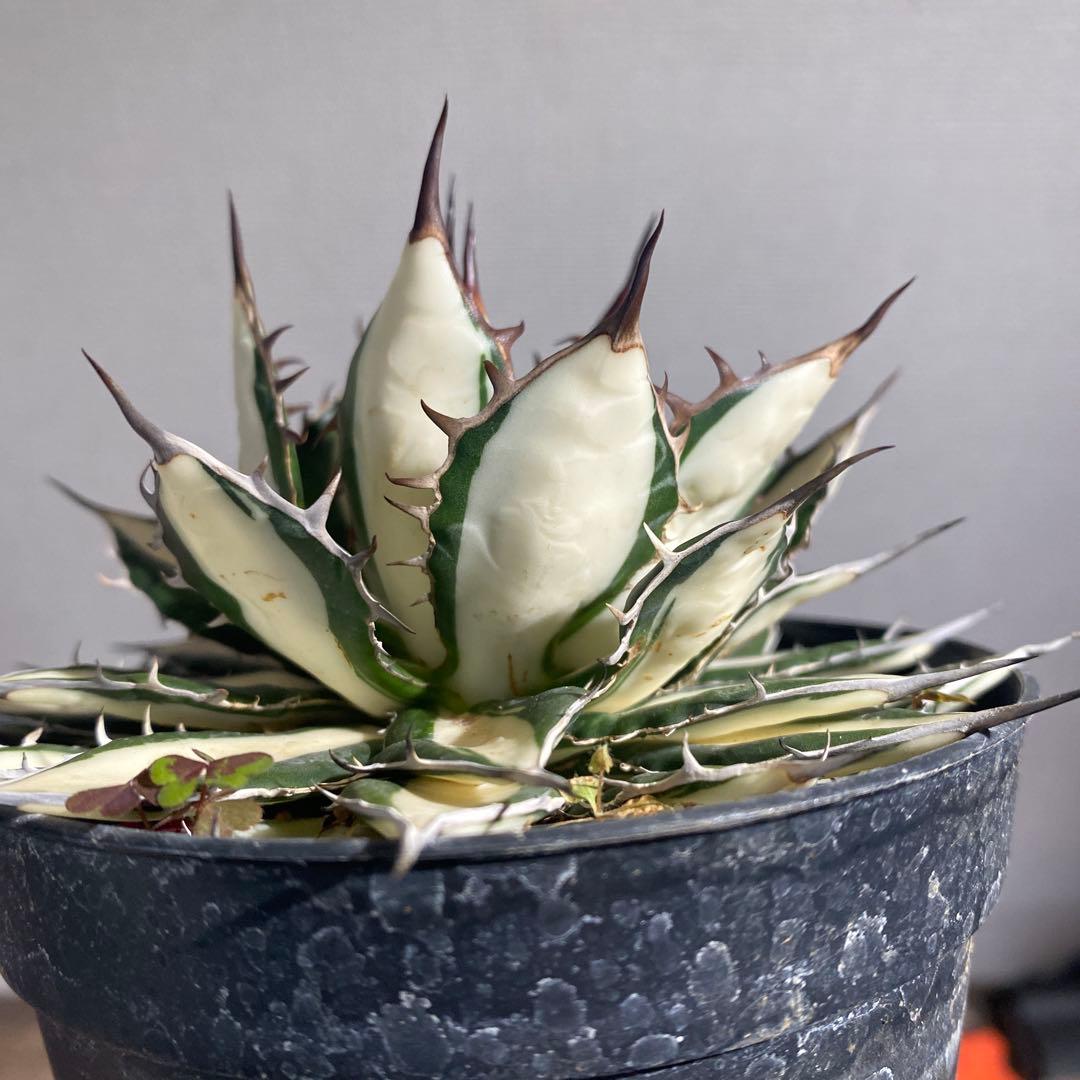 アガベ　ホリダ白中斑入　極上3