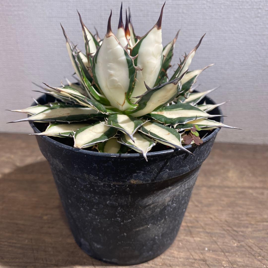 アガベ　ホリダ白中斑入　極上3