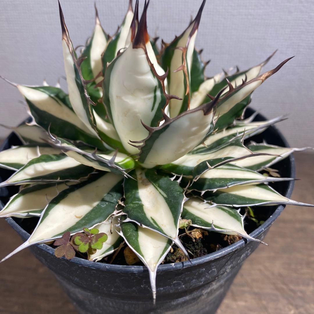 アガベ　ホリダ白中斑入　極上3