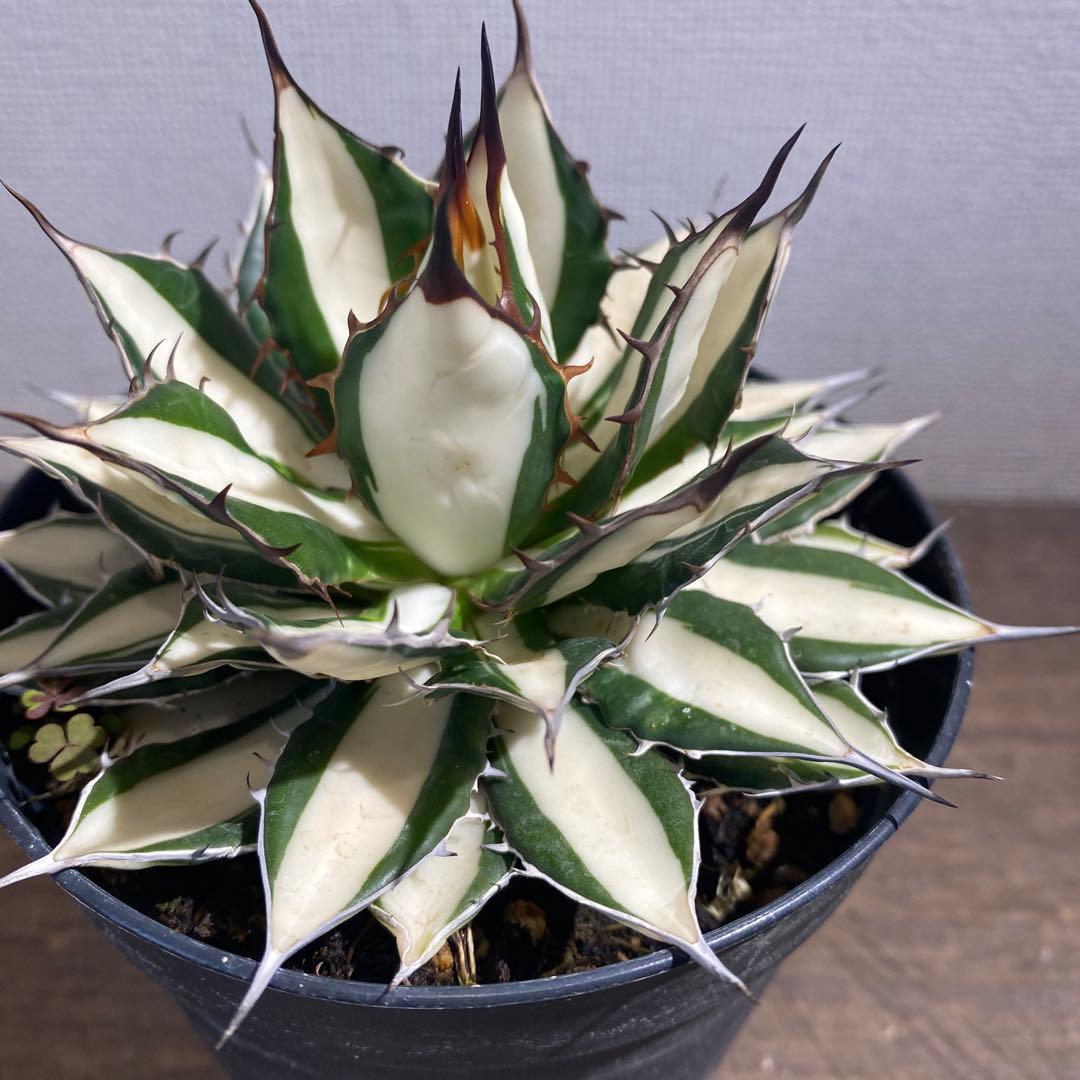 アガベ　ホリダ白中斑入　極上3