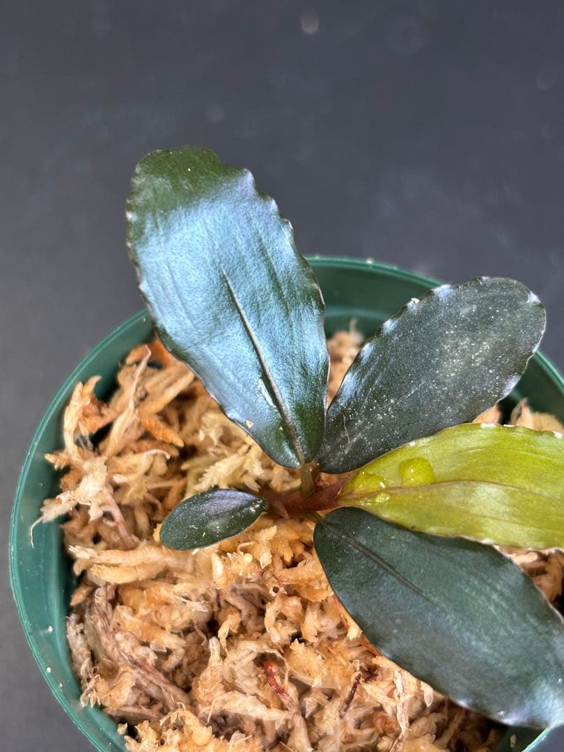 ブセファランドラ sp. 