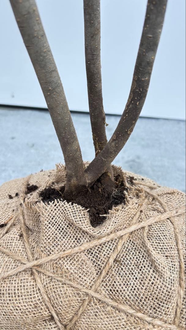 美しい樹形が魅力的 山採り ハイノキ 株立 710 樹高2.2m位 高級樹