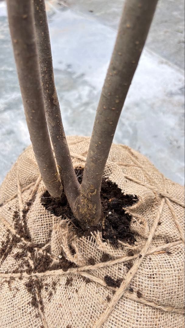 美しい樹形が魅力的 山採り ハイノキ 株立 710 樹高2.2m位 高級樹