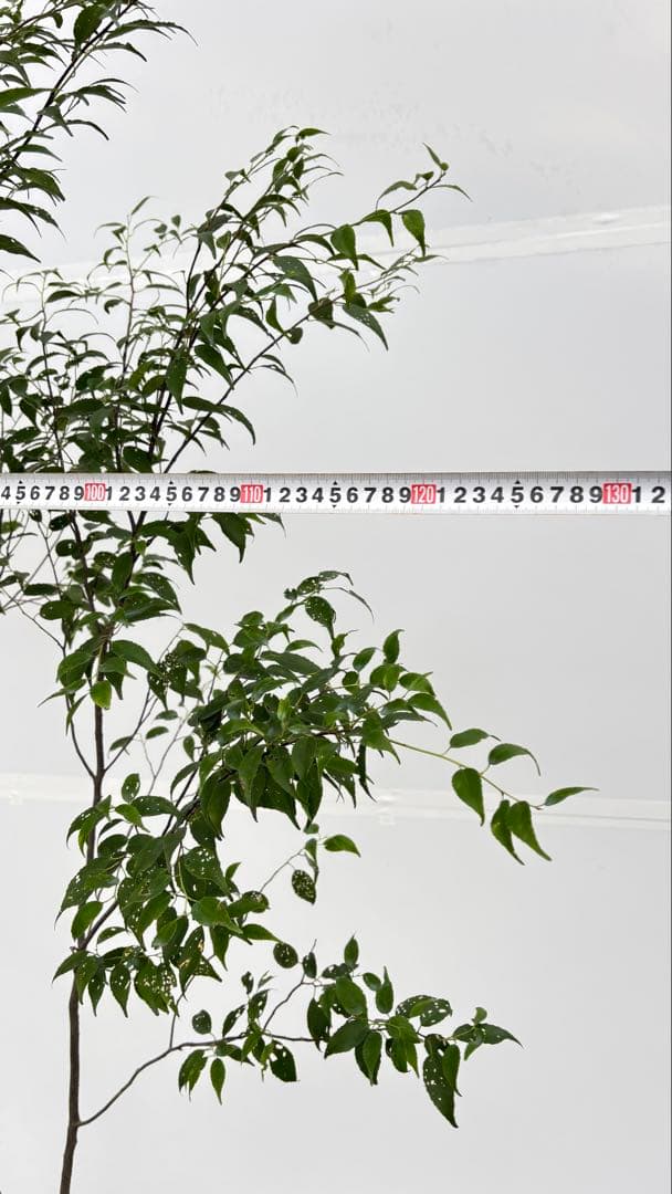 美しい樹形が魅力的 山採り ハイノキ 株立 710 樹高2.2m位 高級樹