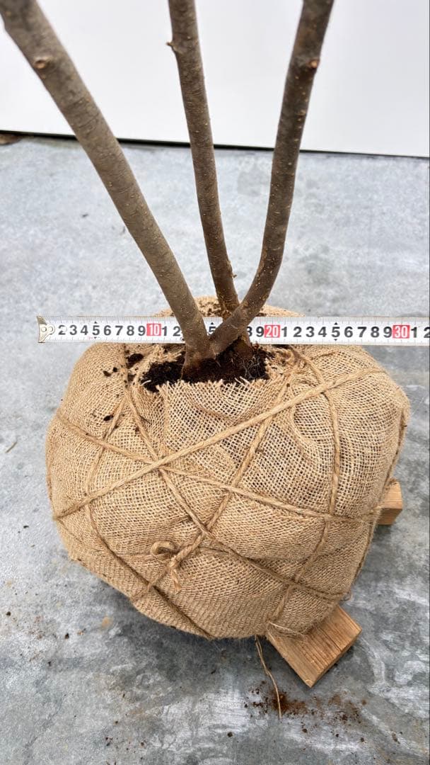 美しい樹形が魅力的 山採り ハイノキ 株立 710 樹高2.2m位 高級樹