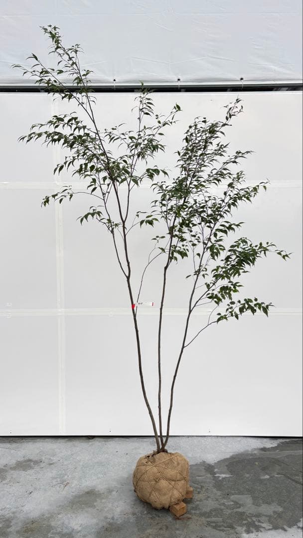 美しい樹形が魅力的 山採り ハイノキ 株立 710 樹高2.2m位 高級樹