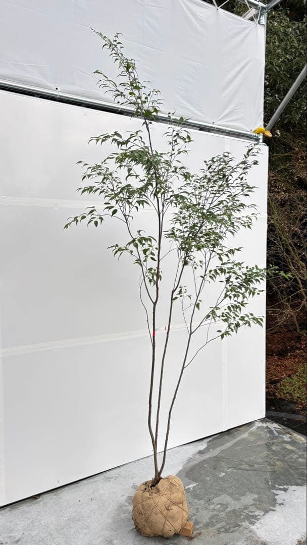 美しい樹形が魅力的 山採り ハイノキ 株立 710 樹高2.2m位 高級樹