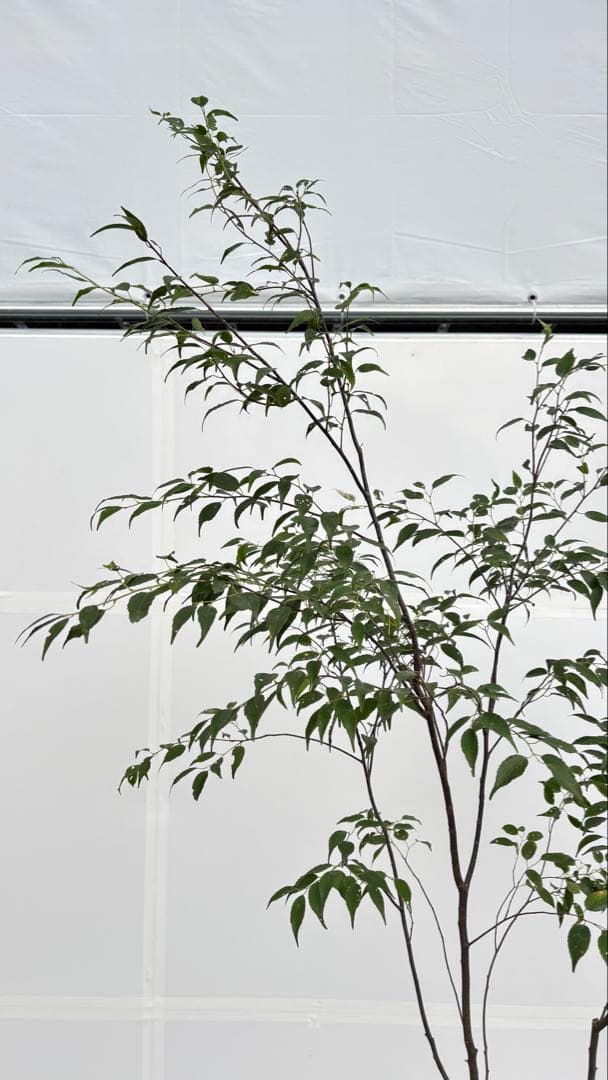 美しい樹形が魅力的 山採り ハイノキ 株立 710 樹高2.2m位 高級樹