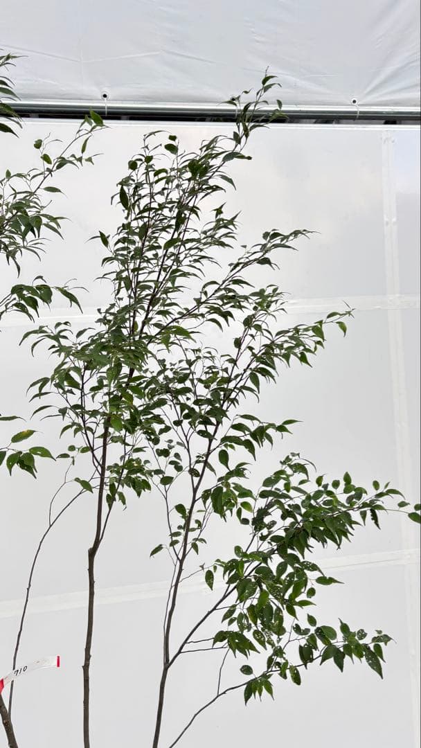 美しい樹形が魅力的 山採り ハイノキ 株立 710 樹高2.2m位 高級樹