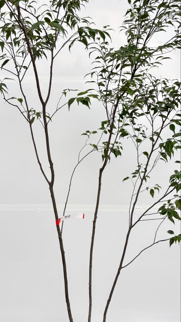 美しい樹形が魅力的 山採り ハイノキ 株立 710 樹高2.2m位 高級樹