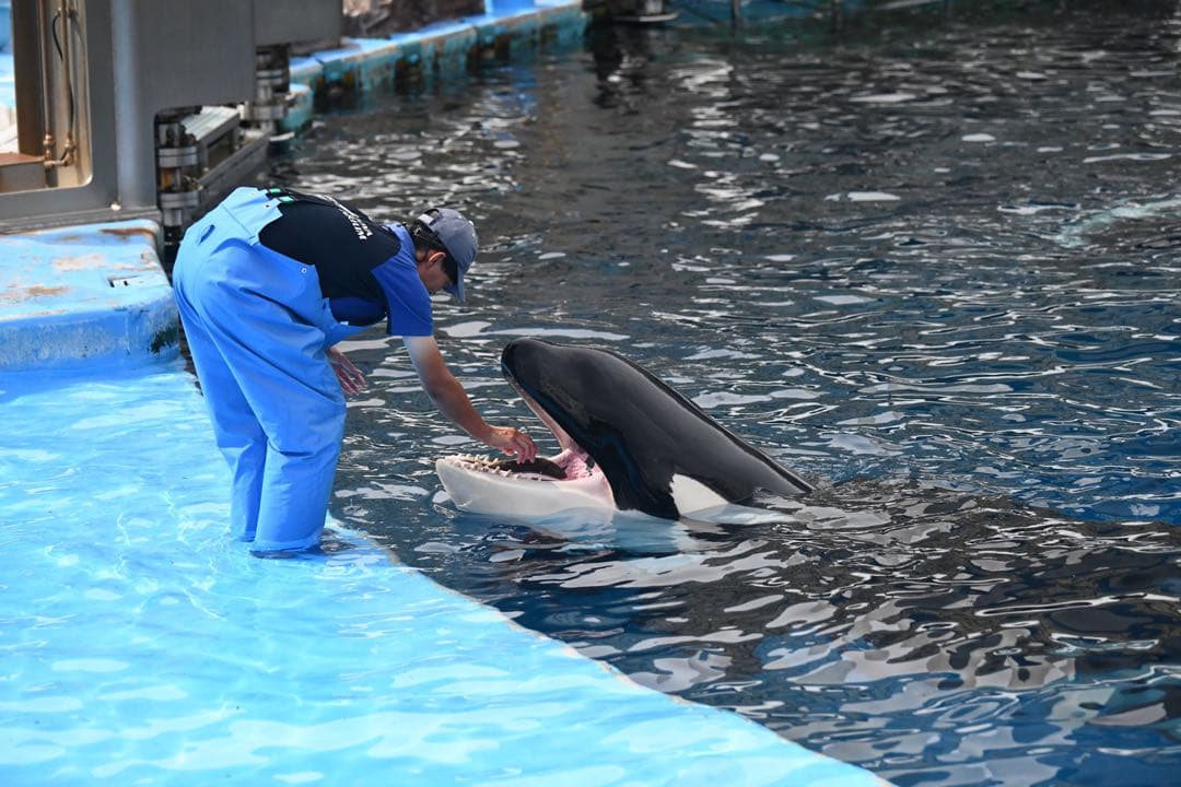 ニコン 70-200mm f2.8E FL ED VR動作確認　実用美品