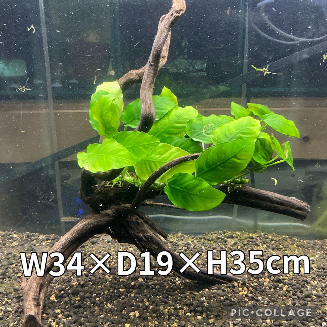 ☆atsupapa☆様 リクエスト 4点 まとめ商品　水草