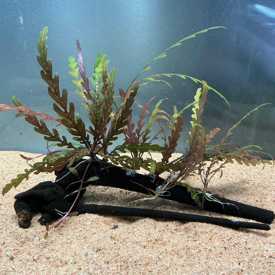 ☆atsupapa☆様 リクエスト 4点 まとめ商品　水草