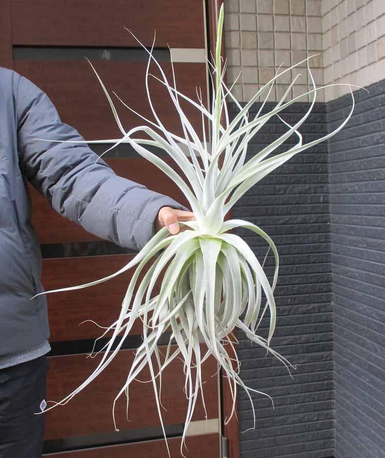 【現品】ストラミネア　チランジア　ティランジア　エアープランツ　T8番