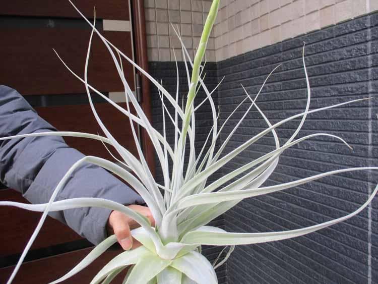 【現品】ストラミネア　チランジア　ティランジア　エアープランツ　T8番