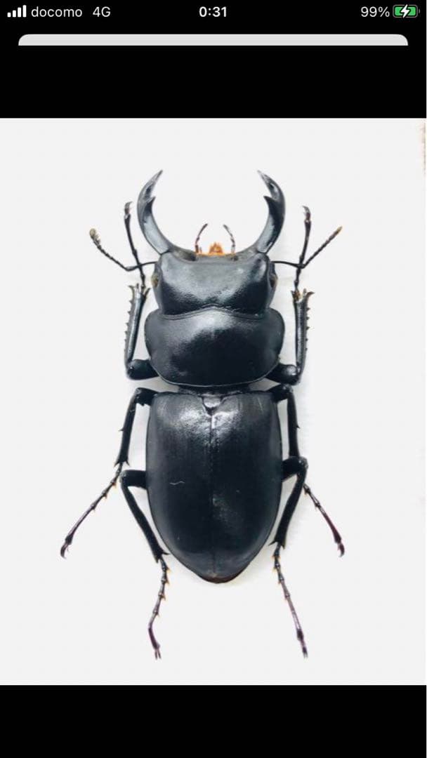 奈良県産 ヒメオオクワガタ♂41mm 標本 - メルカリ