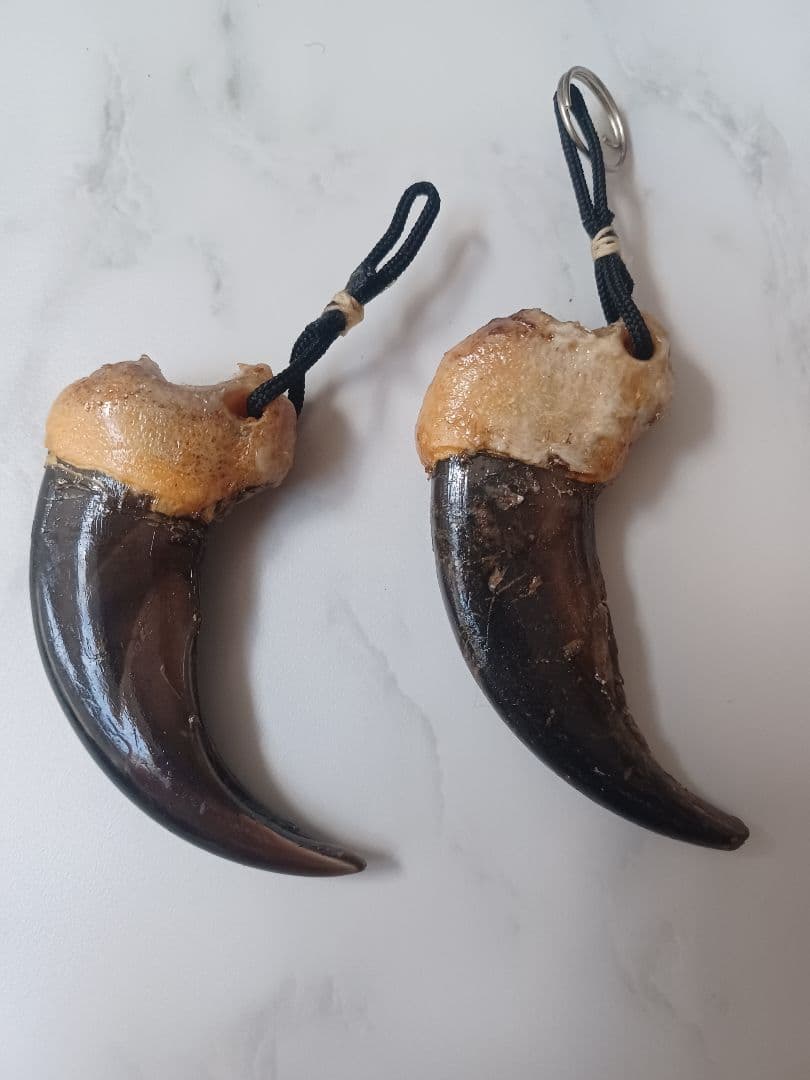 mamiさまおまとめ用 本物 天然 ヒグマの爪 ストラップ 約7cm