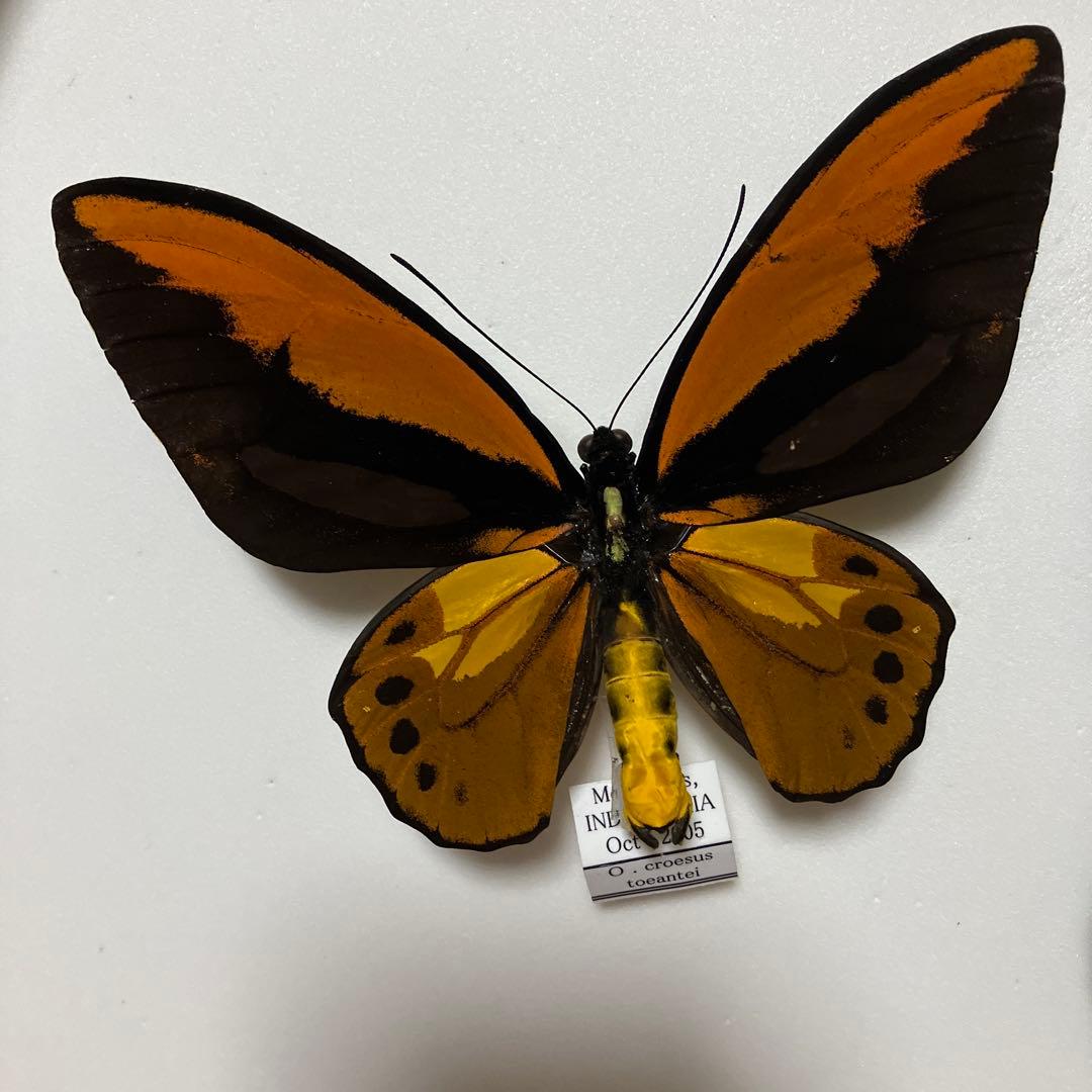 アカ、アオ、ミドリトリバネアゲハ♂ ドイツ標本箱入り