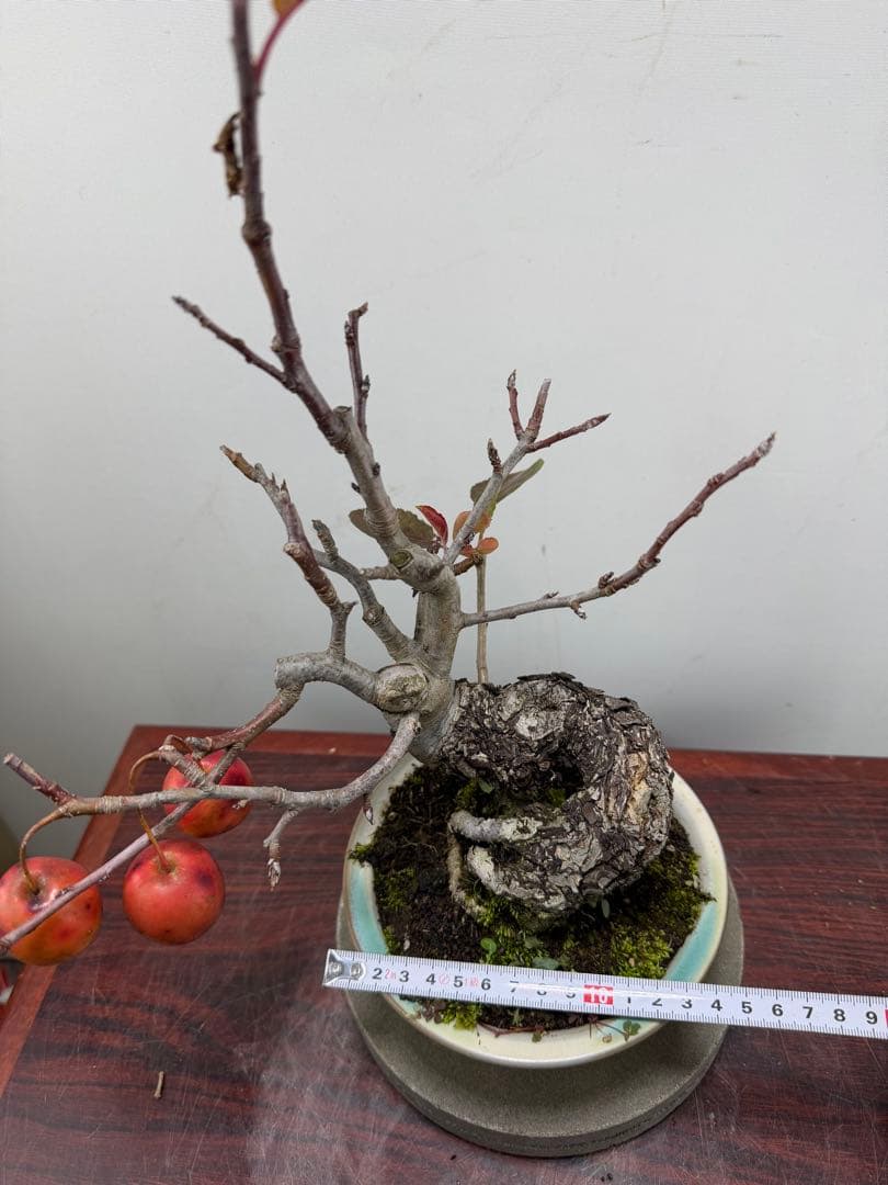 【ガチ盆栽】津軽りんご　太幹　実あり　小品盆栽