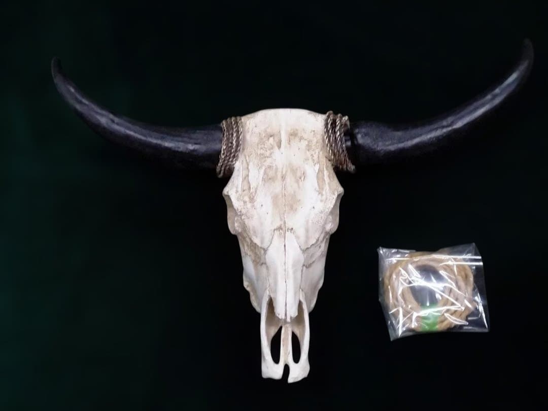 テキサス・ロングホーン・スカル 壁掛け 精巧な模造品 インテリア 装飾