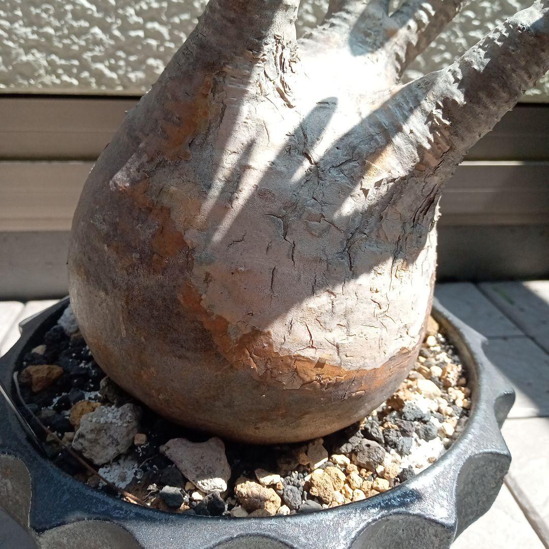 昨夏(2025)開花しました！】パキポディウム グラキリス☆レア白肌 現地