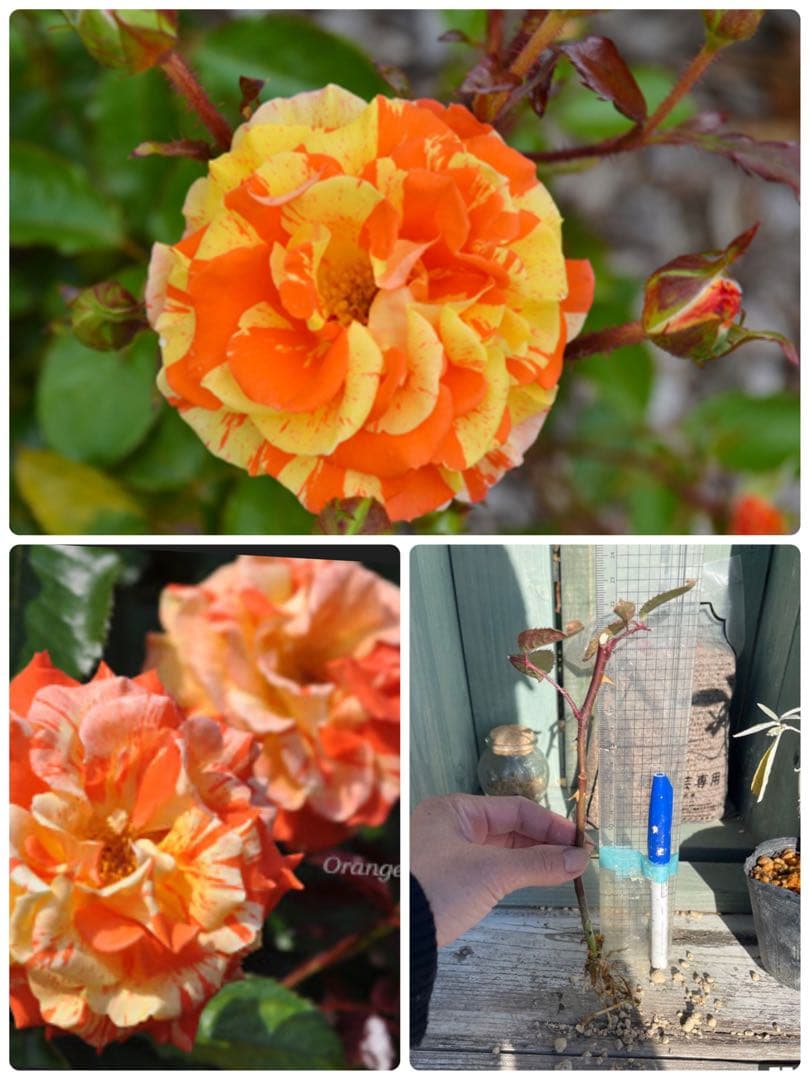 ちぃꫂ ၴႅၴ薔薇4苗