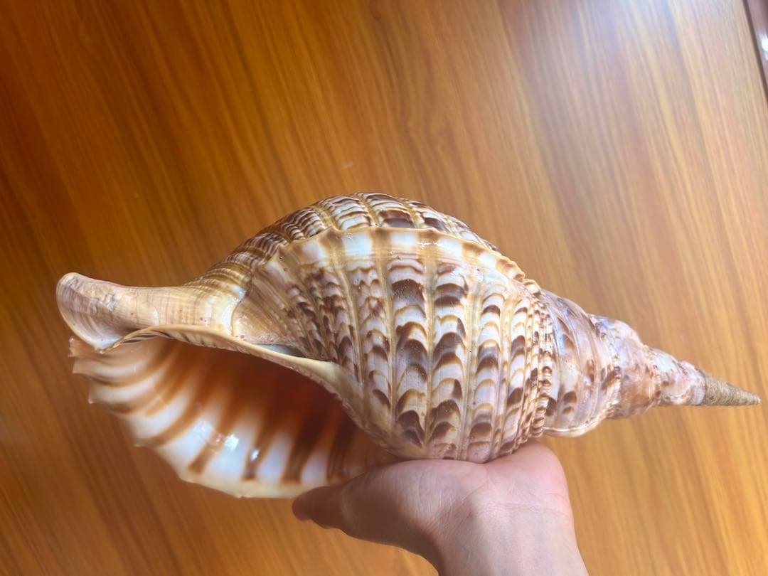 法螺貝　36.2cm