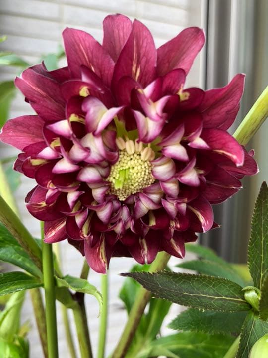 クリスマスローズ♪クレオパトラ♪開花株 蕾付き 鉢のまま発送そのまま