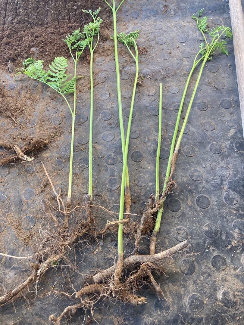 わらび　苗　130本