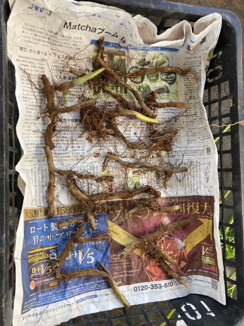 わらび　苗　130本