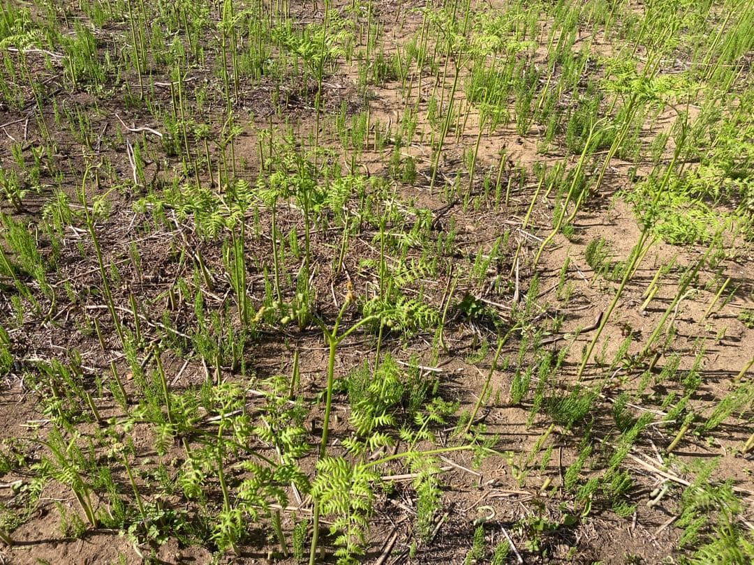 わらび　苗　130本