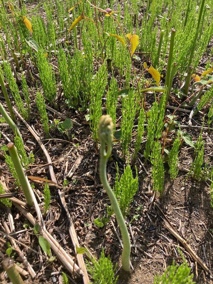 わらび　苗　130本