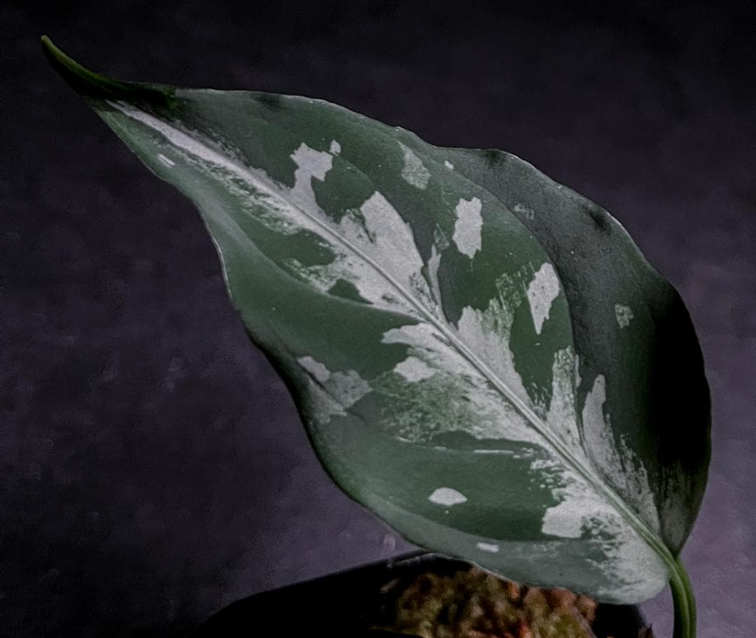 ◇RGL◇子株 アチェ産 ワイルド 現地便 アグラオネマ ピクタム