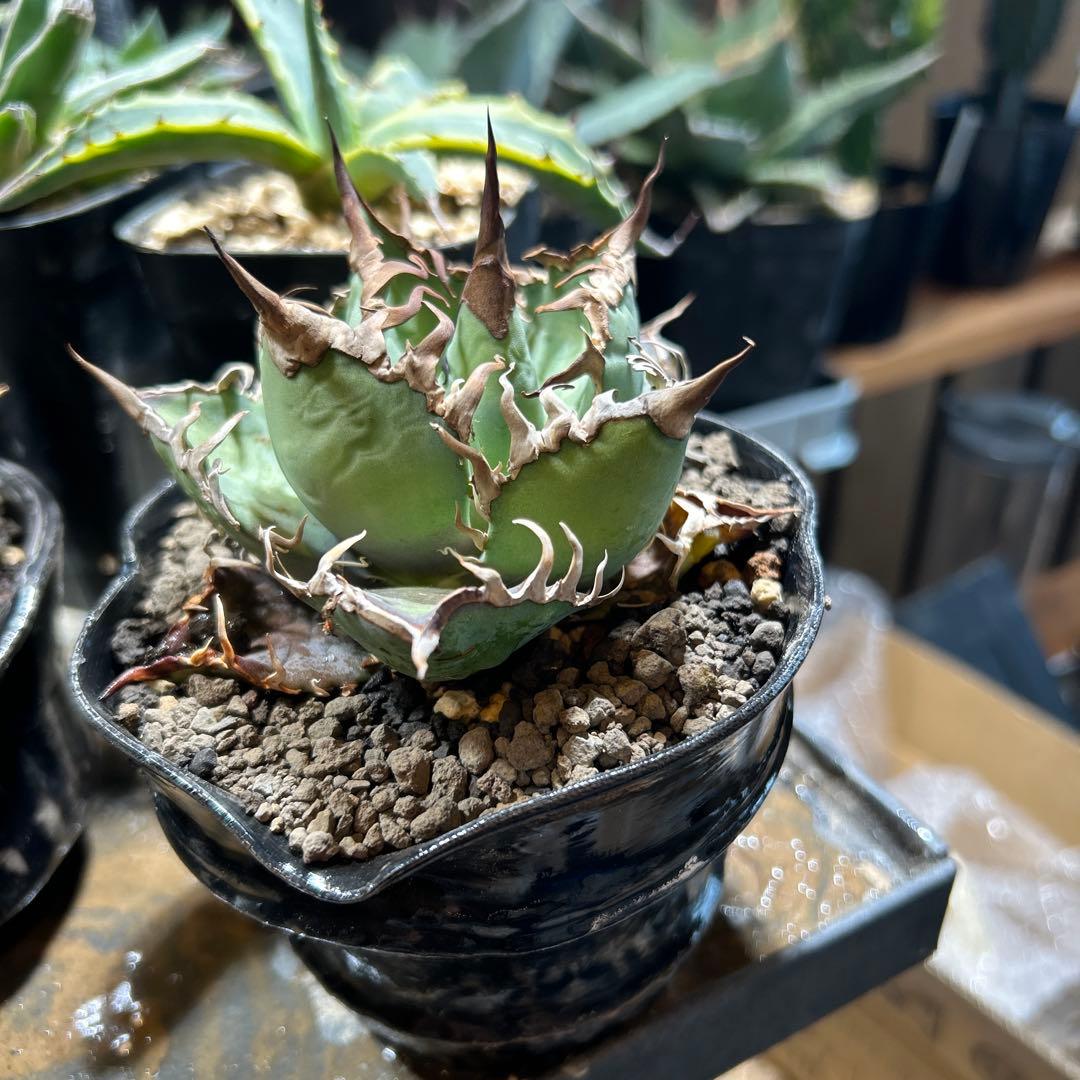 アガベ 激ヤバsuperシーザー 強棘 コレクション株 作家鉢付き