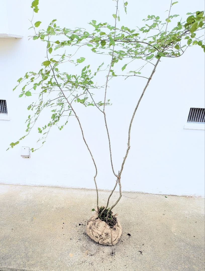 連休特価。山採りアオハダ。