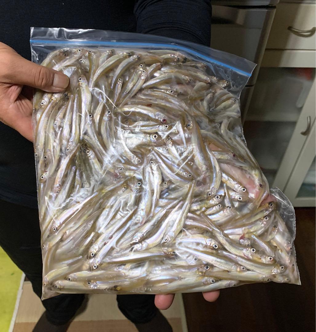 2024 全長約250ミリ ワカサギ釣り ステンレス穂先 2本ワカサギ釣り