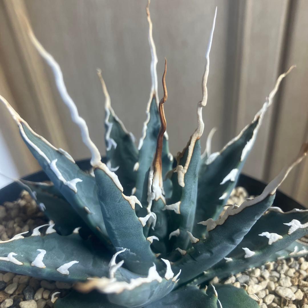 アガベ　ユタエンシス　エチュベルク　陽炎　実生　選抜　塊根植物　コーデックス