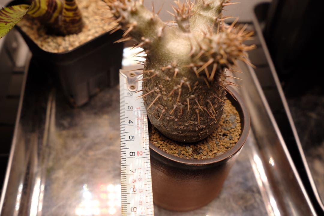 実生グラキリス　現在しっかり眠ってます