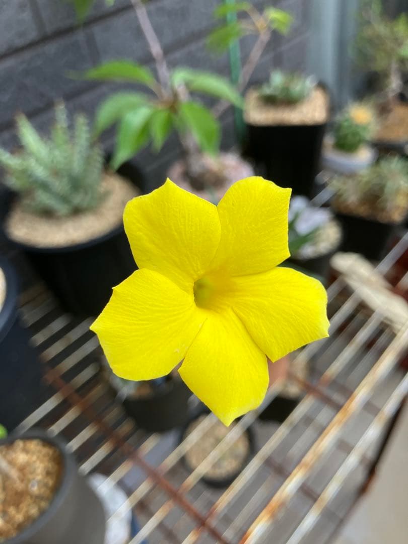 実生グラキリス　現在しっかり眠ってます