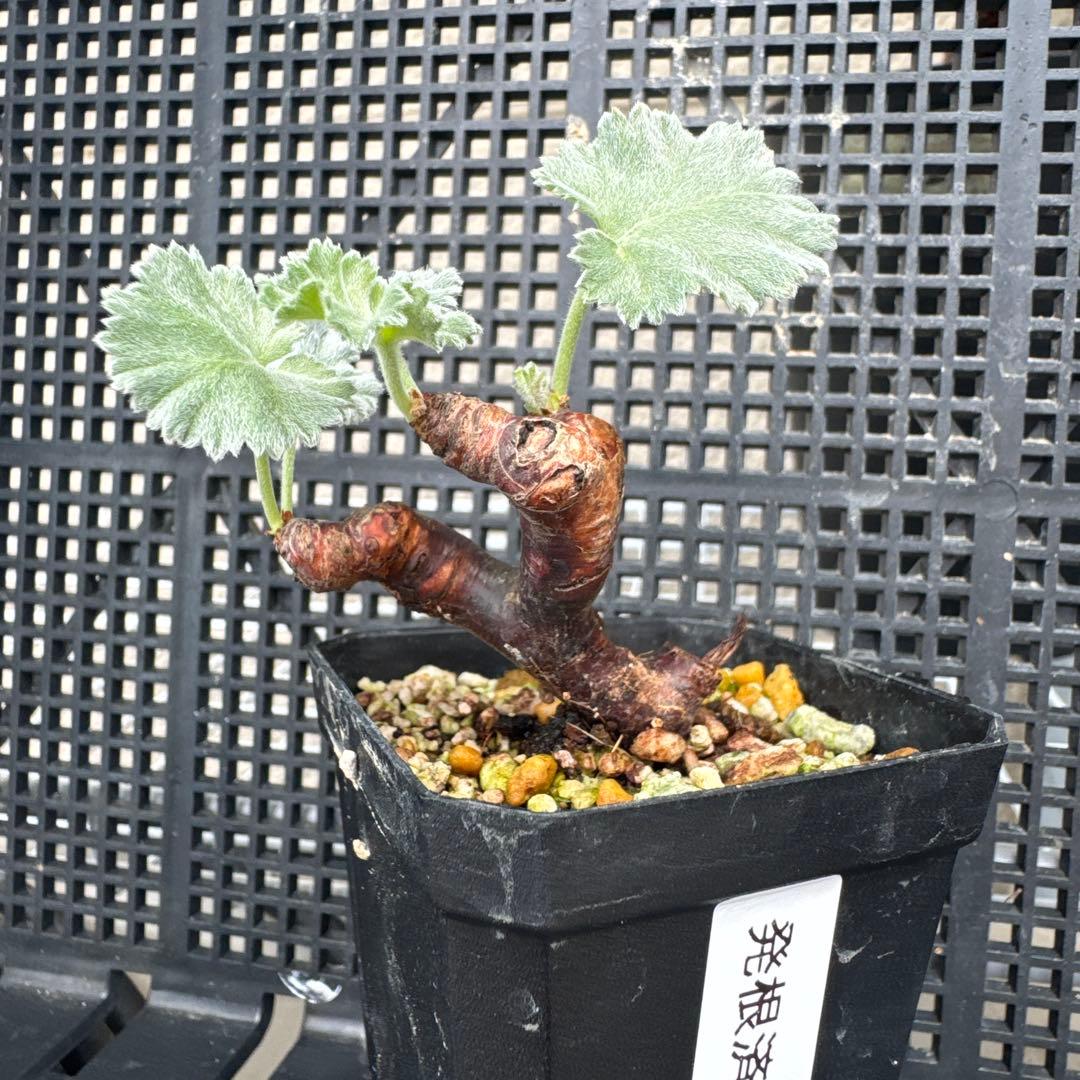 J*7様 62501発根済み早い者勝ち！ ベアルート株 ペラルゴニウム