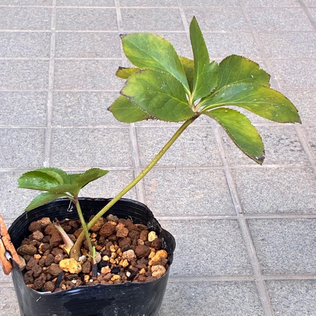 も*子様 ☘️ラスト2☘️開花株❤️根パンパン❤️沢山新芽元気株3274⭐️極上