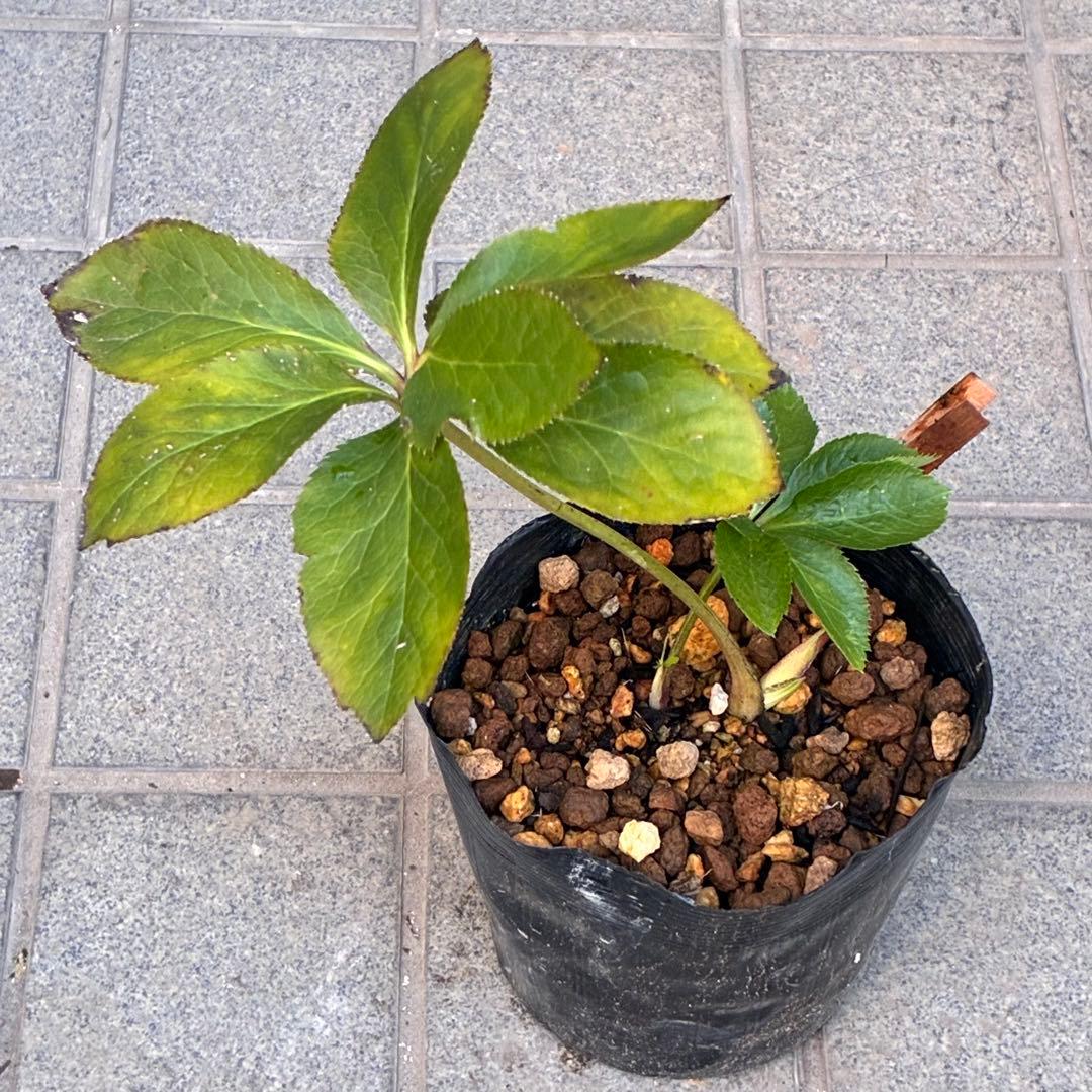 も*子様 ☘️ラスト2☘️開花株❤️根パンパン❤️沢山新芽元気株3274⭐️極上