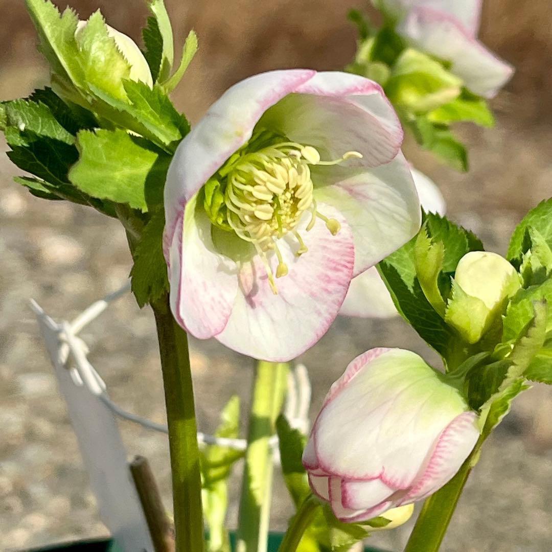 も*子様 ☘️ラスト2☘️開花株❤️根パンパン❤️沢山新芽元気株3274⭐️極上