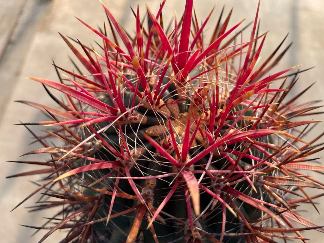 サボテン フェロカクタス 神仙玉 古株 大きめ
