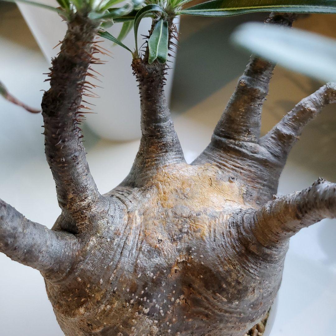 パキボディウム※グラキリス