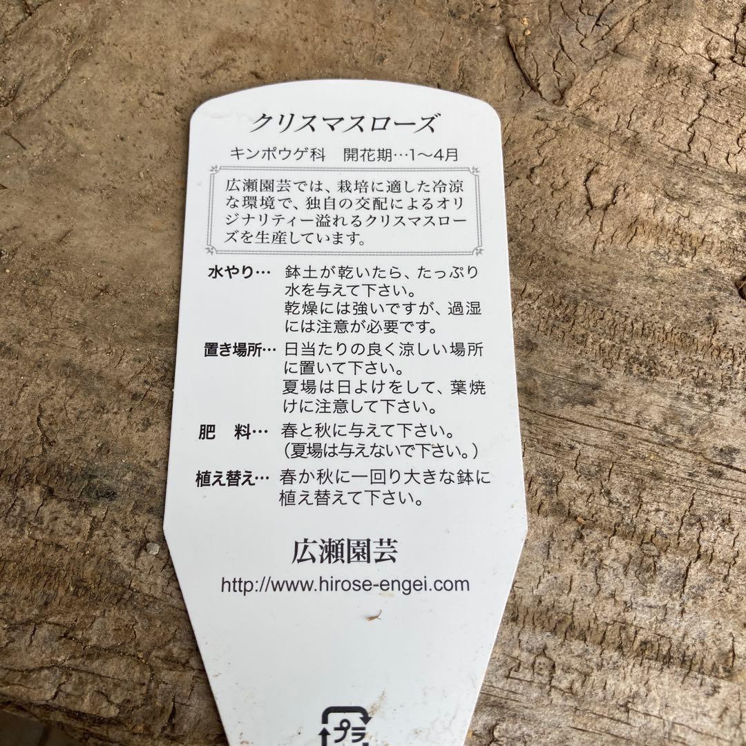 おまとめ2点　クリスマスローズ開花株　Dariahroseです。