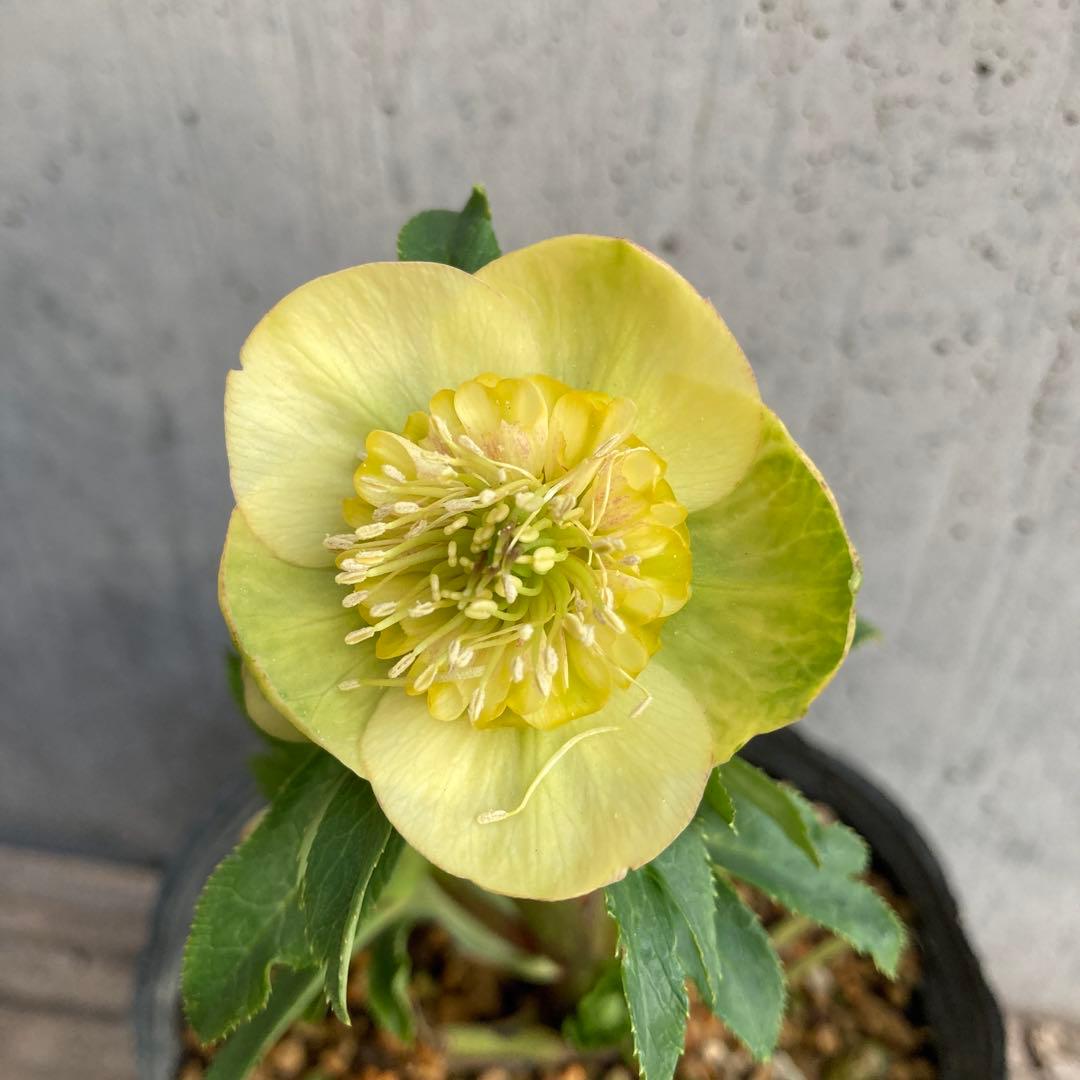 おまとめ2点　クリスマスローズ開花株　Dariahroseです。