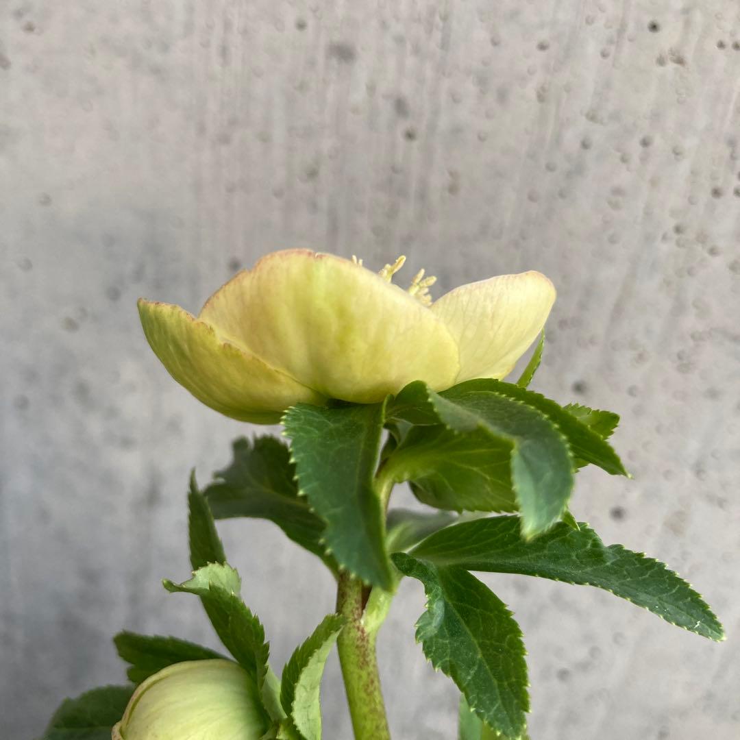 おまとめ2点　クリスマスローズ開花株　Dariahroseです。